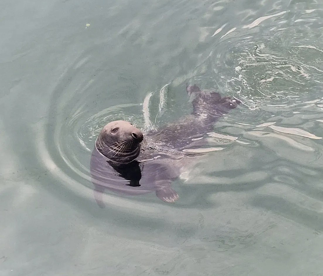 Foca che nuota in superficie nelle acque calme di un loch di Skye
